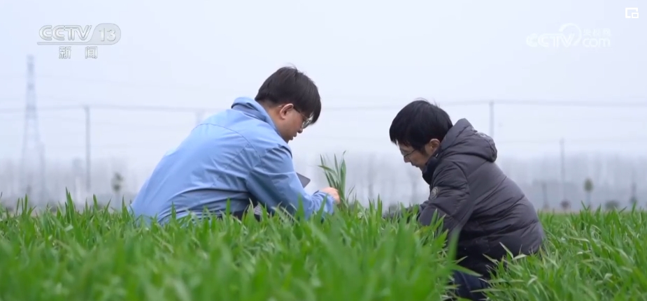 “種地種出成就感”！衛(wèi)星巡田、遠程田管農(nóng)業(yè)生產(chǎn)煥發(fā)新活力(圖11)