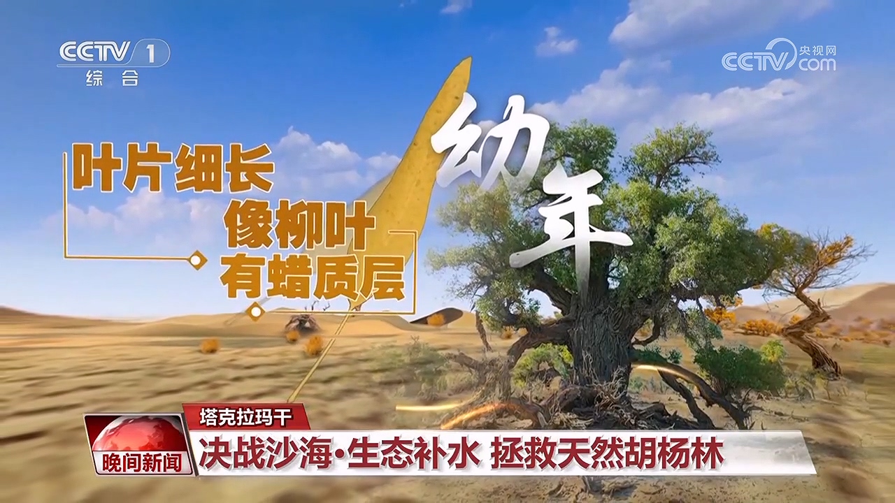 決戰(zhàn)沙海｜護河守林潤綠洲(圖8)